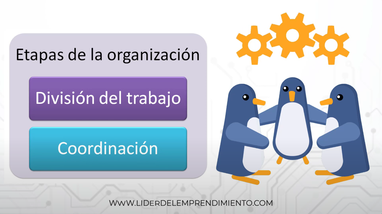 Etapas de la organización